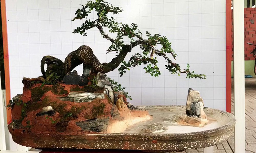 Bonsai trang đặt phòng khách đẹp