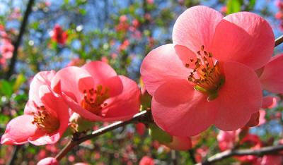 Top 10 các loại hoa Tết cực may mắn nên có trong nhà