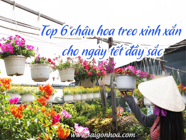 Top 6 chậu hoa treo xinh xắn cho ngày tết đầy sắc • Sài Gòn Hoa 2023