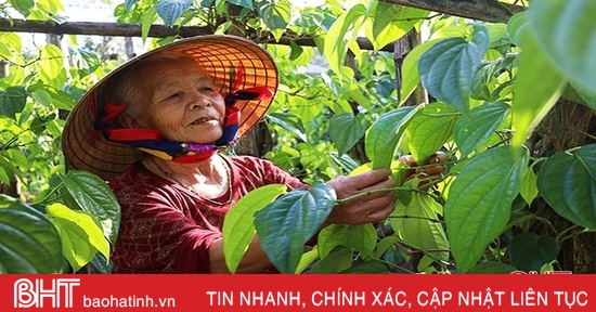 Trầu, cau ngày tết