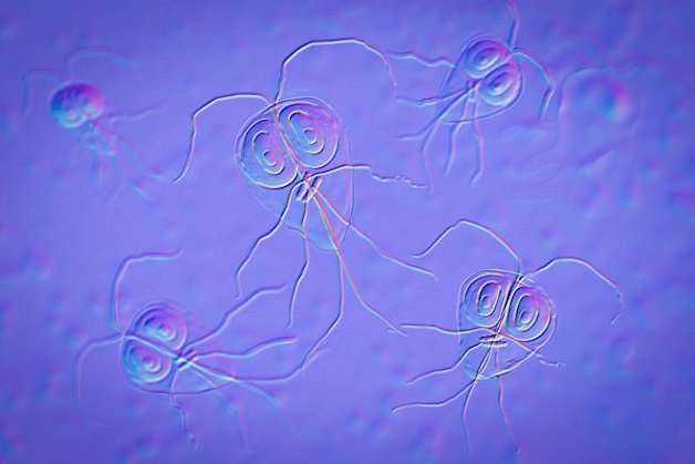 Ký sinh trùng Giardia lamblia có trong nguồn nước hoặc thực phẩm cũng là một trong những nguyên nhân khiến trẻ sơ sinh bị đi ngoài ra nước.