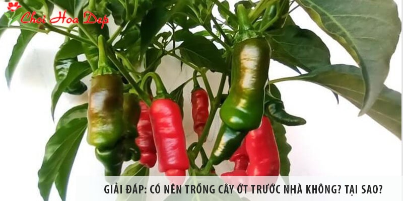 Giải đáp: Có nên trồng cây ớt trước nhà không? Tại sao?