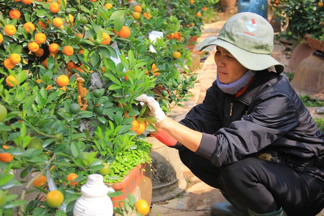 Cách chăm sóc quất sau Tết đơn giản tại nhà, năm sau có thể chơi tiếp - Ảnh 5.