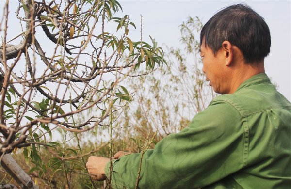 tuốt lá đào