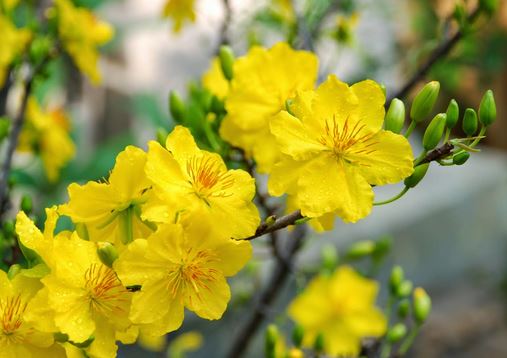 Tả cây hoa mai ngày Tết Hay Chọn Lọc - Trường THCS Thành Công