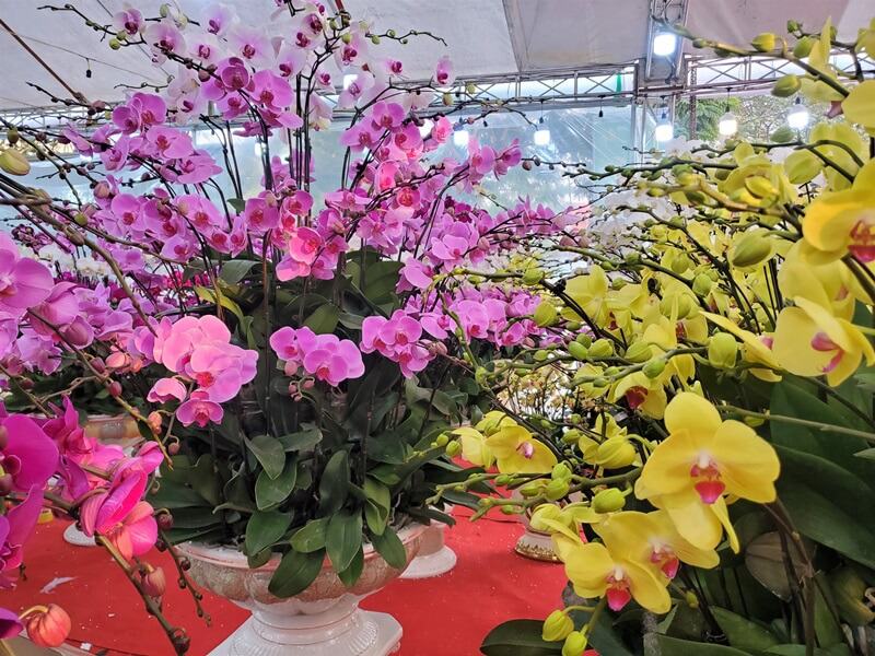 Hoa lan được người Việt ưa chuộng vì vẻ đẹp lộng lẫy và thông điệp ý nghĩa ẩn chứa trong từng cánh hoa