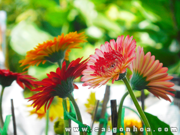 9 loài hoa chưng vào dịp Tết rước thêm tài lộc • Sài Gòn Hoa 2023