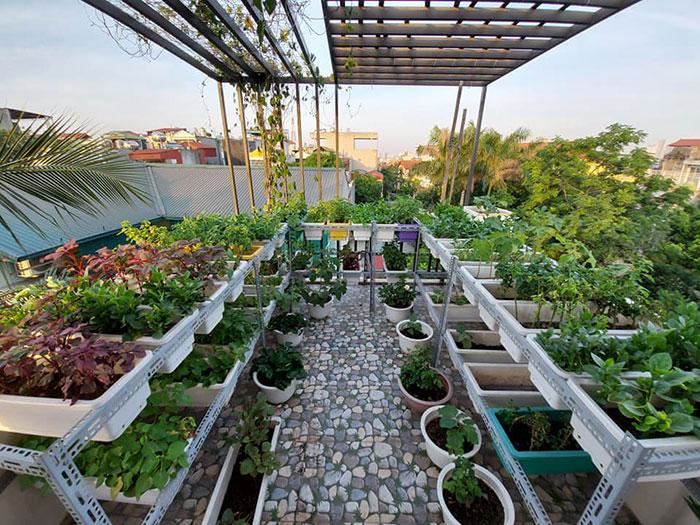 Mô hình vườn rau trên sân thượng 