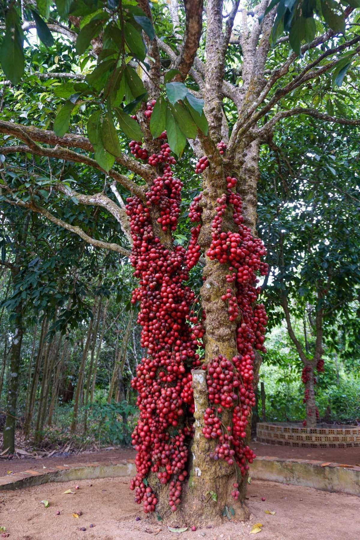 Vườn cây đỏ - điểm "check-in" độc đáo ở Vân Hòa. Ảnh: Sở VHTT&DL Phú Yên