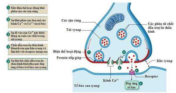 xinap là gì và quá trình truyền tin của xinap Xinap là gì? Vai trò của xinap và Quá trình truyền tin qua xinap