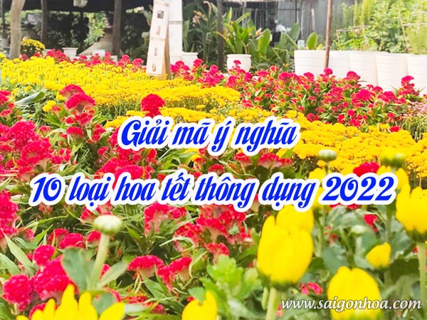 Giải mã ý nghĩa 10 loại hoa tết thông dụng 2022 • Sài Gòn Hoa 2023