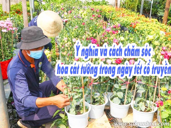 Ý nghĩa và cách chăm sóc hoa cát tường trong ngày tết cổ truyền • Sài Gòn Hoa 2023