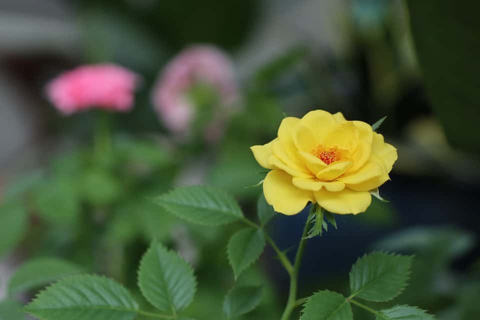 yellow rose