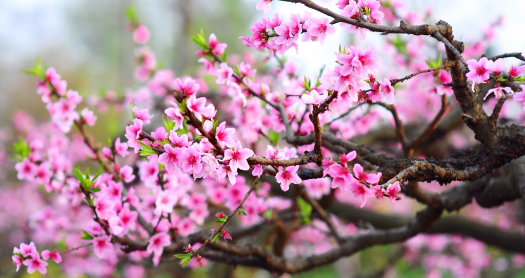 Bài cúng tất niên, Văn khấn Tất niên, Cúng tất niên, Bai cung tat nien, van khan tat nien, lấ tất niên, mâm cúng tất niên, bài cúng tất niên 2020, bài khấn tất niên