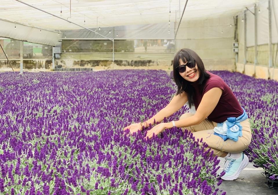 Du kh&aacute;ch ngỡ ng&agrave;ng trước vẻ đẹp v&agrave; m&ugrave;i hương của hoa Lavender